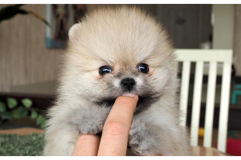 成約済の愛知県のポメラニアン-70006の2枚目