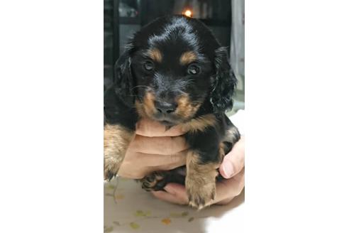 成約済の静岡県のミニチュアダックスフンド(ロングヘアード)-68257の1枚目