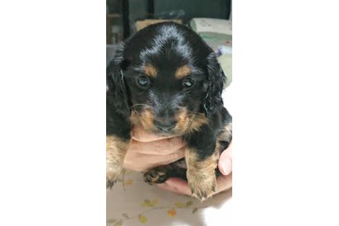 成約済の静岡県のミニチュアダックスフンド(ロングヘアード)-68257の2枚目