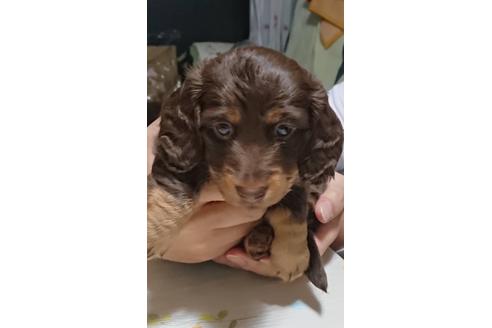 成約済の静岡県のミニチュアダックスフンド(ロングヘアード)-68258の2枚目