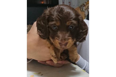 成約済の静岡県のミニチュアダックスフンド(ロングヘアード)-68258の1枚目