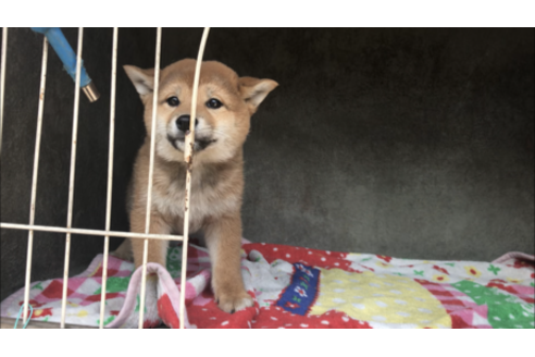 山梨県の柴犬 女の子 19 01 29生まれ 赤 子犬id ブリーダーナビ
