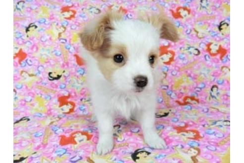 成約済の千葉県のパピヨン-69024の1枚目