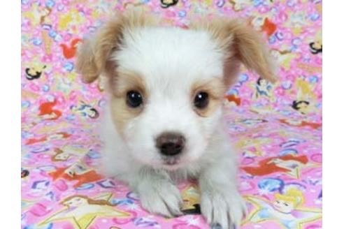 成約済の千葉県のパピヨン-69024の4枚目