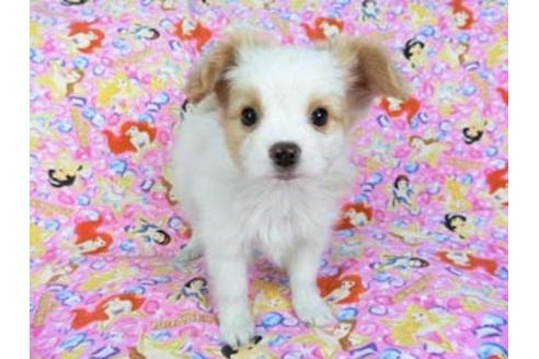 成約済の千葉県のパピヨン-69024の3枚目