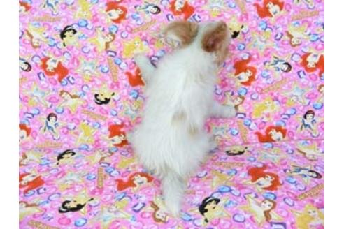 成約済の千葉県のパピヨン-69024の2枚目