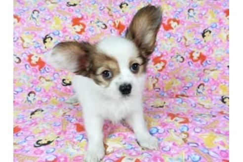 成約済の千葉県のパピヨン-69028の8枚目