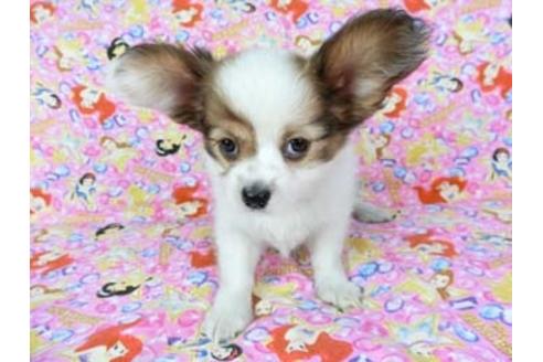 成約済の千葉県のパピヨン-69028の7枚目