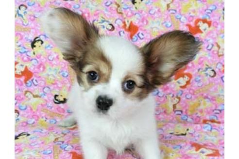 成約済の千葉県のパピヨン-69028の6枚目