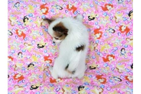 成約済の千葉県のパピヨン-69028の5枚目