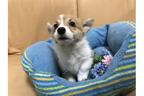 成約済の栃木県のウェルシュコーギーペンブローク-67921
