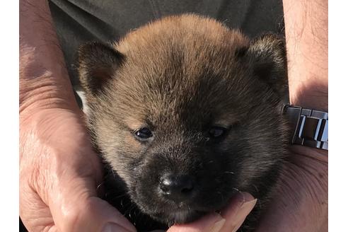 成約済の長崎県の柴犬-69094の1枚目