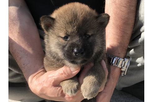 成約済の長崎県の柴犬-69094の5枚目