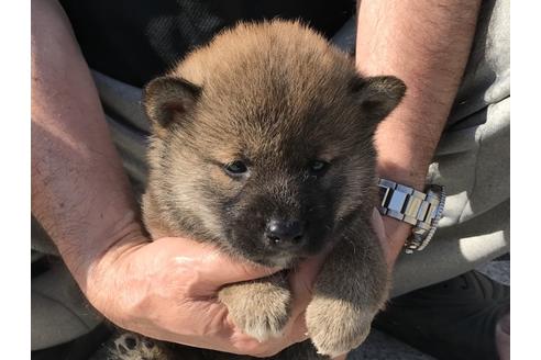 成約済の長崎県の柴犬-69094の4枚目