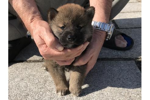 成約済の長崎県の柴犬-69094の2枚目