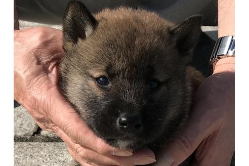 成約済の長崎県の柴犬-69095の1枚目