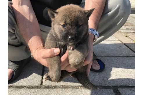 成約済の長崎県の柴犬-69095の5枚目