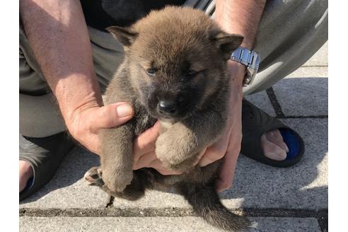 成約済の長崎県の柴犬-69095の4枚目