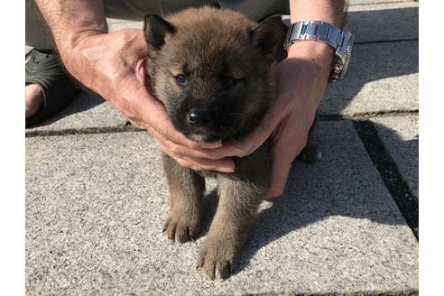 成約済の長崎県の柴犬-69095の3枚目