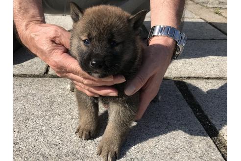 成約済の長崎県の柴犬-69095の2枚目