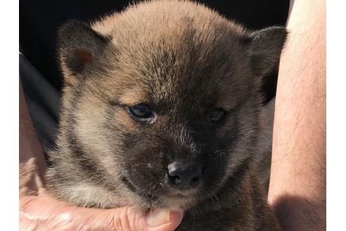 成約済の長崎県の柴犬-69093の1枚目