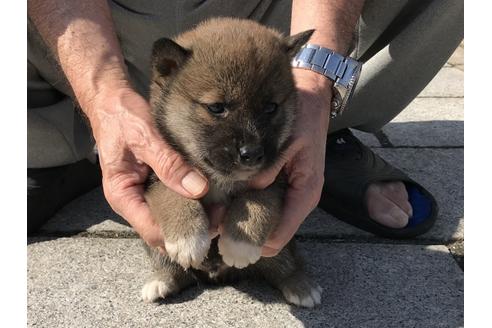 成約済の長崎県の柴犬-69093の5枚目