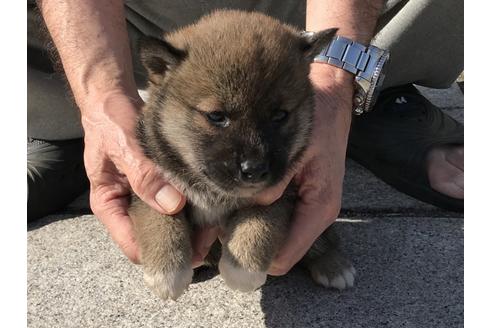 成約済の長崎県の柴犬-69093の4枚目