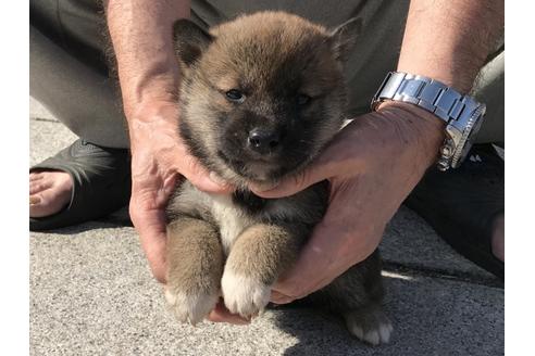 成約済の長崎県の柴犬-69093の3枚目