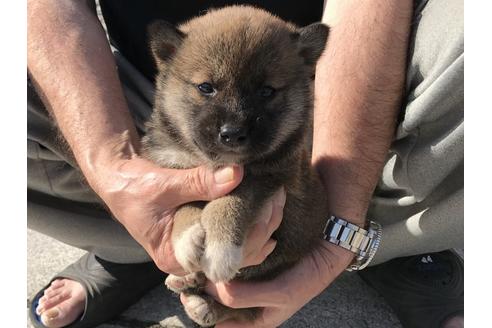 成約済の長崎県の柴犬-69093の2枚目