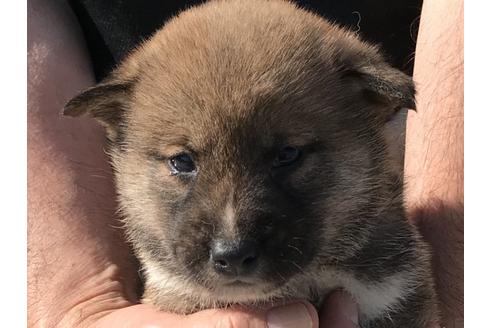 成約済の長崎県の柴犬-69092の1枚目
