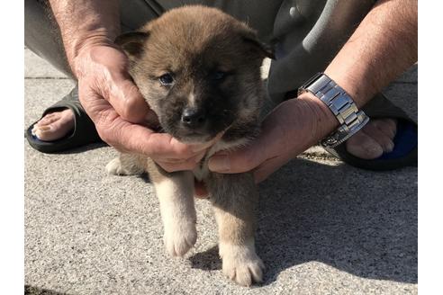 成約済の長崎県の柴犬-69092の5枚目