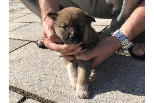成約済の長崎県の柴犬-69092の4枚目