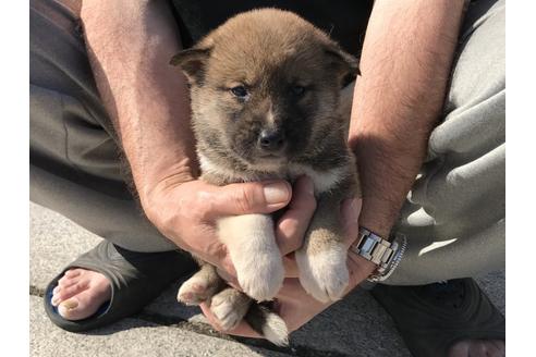 成約済の長崎県の柴犬-69092の2枚目