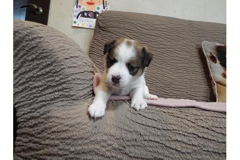 子犬