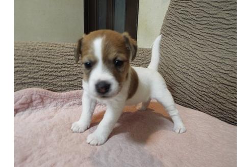 成約済の兵庫県のジャックラッセルテリア-70147