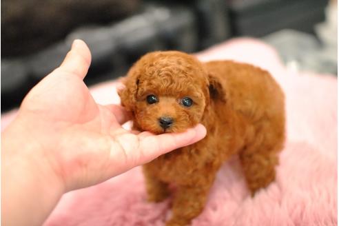 成約済の茨城県のティーカッププードル-70192の4枚目