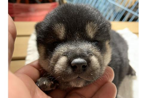 成約済の広島県の柴犬-70204