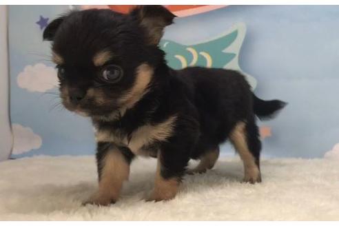 香川県のロングコートチワワ 女の子 19 03 19生まれ ブラックタンホワイト 子犬id ブリーダーナビ