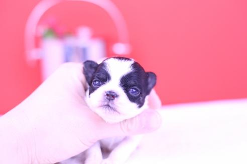 成約済の愛知県のチワワ(ロングコート)-70227の9枚目
