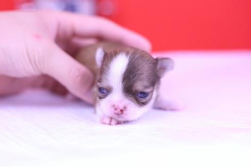 成約済の愛知県のチワワ(ロングコート)-70230の10枚目