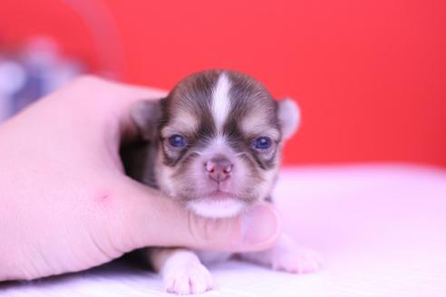 成約済の愛知県のチワワ(ロングコート)-70231の10枚目