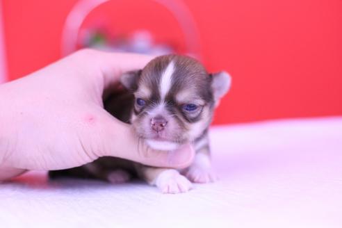 成約済の愛知県のチワワ(ロングコート)-70231の7枚目