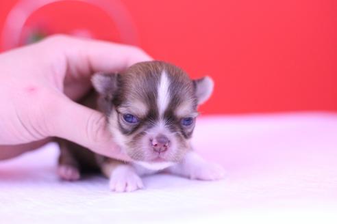 成約済の愛知県のチワワ(ロングコート)-70231の6枚目