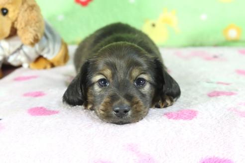 成約済の兵庫県のミニチュアダックスフンド(ロングヘアード)-70274の2枚目