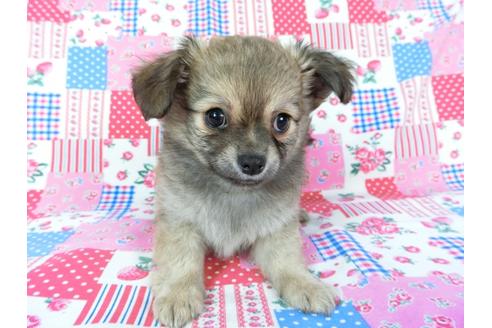 成約済の千葉県のチワワ(ロングコート)-68842