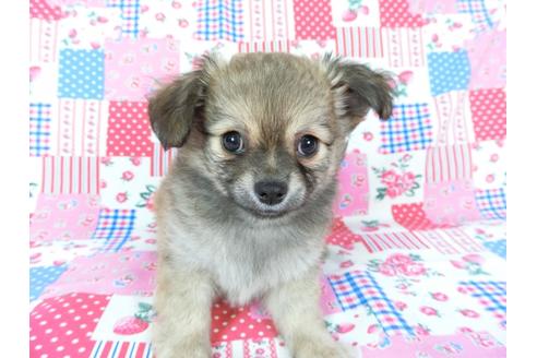 成約済の千葉県のチワワ(ロングコート)-68842の3枚目