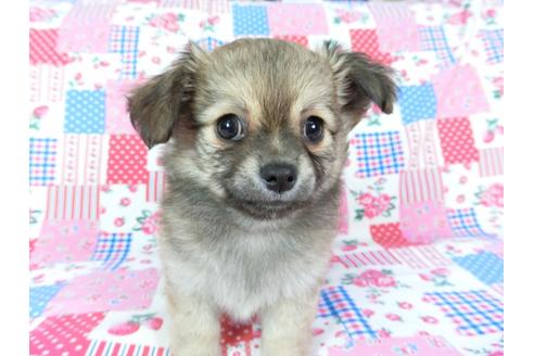 成約済の千葉県のチワワ(ロングコート)-68842の2枚目