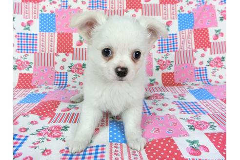 成約済の千葉県のチワワ(ロングコート)-68846の1枚目