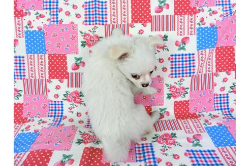 成約済の千葉県のチワワ(ロングコート)-68846の4枚目