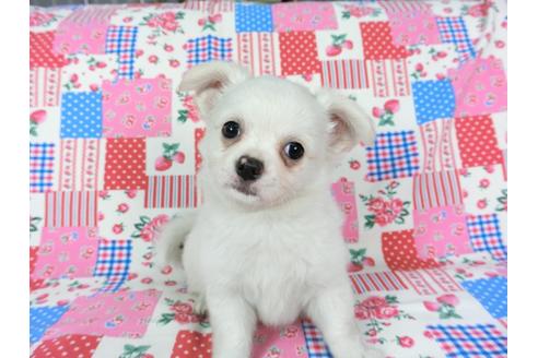 成約済の千葉県のチワワ(ロングコート)-68846の3枚目